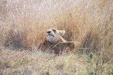 Löwin mit Jungen in der Serengeti